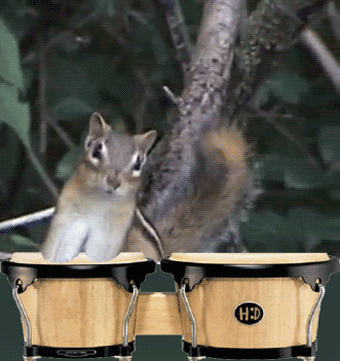 chipmunk-animals-free-animated-gifs-gameznet 043.gif